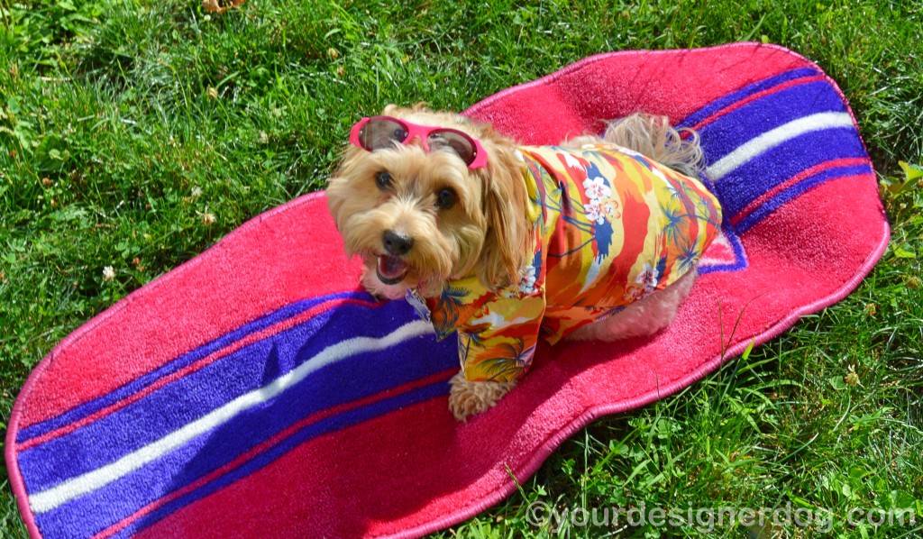 dogs, designer dogs, yorkipoo, yorkie poo, dog clothes, hawaiian shirt, micha doggy wear