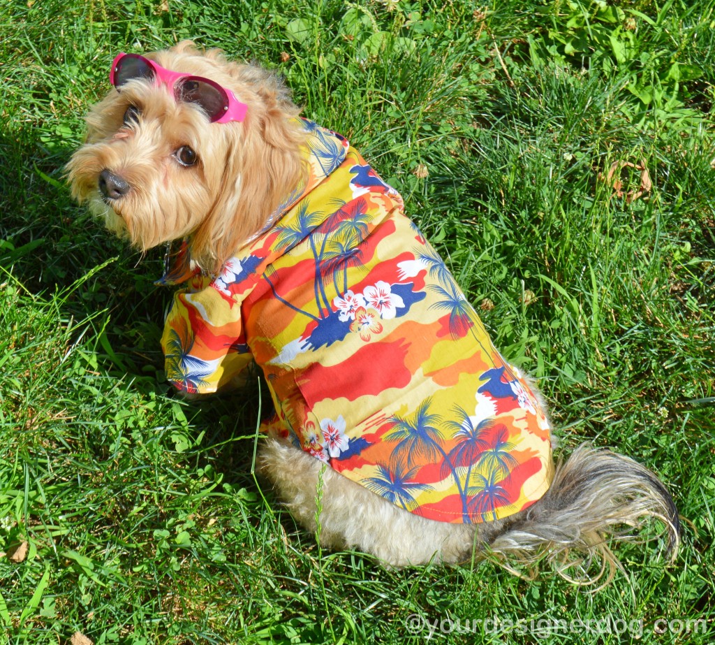 dogs, designer dogs, yorkipoo, yorkie poo, dog clothes, hawaiian shirt, micha doggy wear