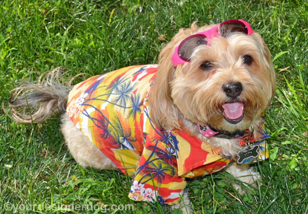 dogs, designer dogs, yorkipoo, yorkie poo, dog clothes, hawaiian shirt, micha doggy wear