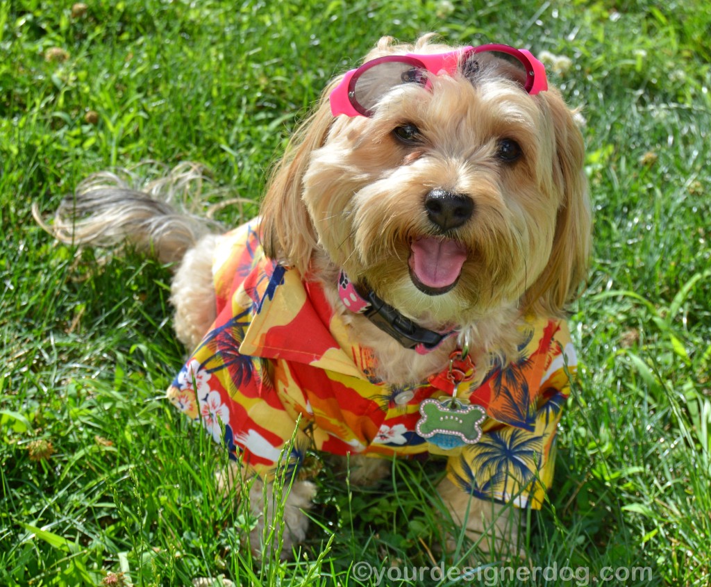 dogs, designer dogs, yorkipoo, yorkie poo, dog clothes, hawaiian shirt, micha doggy wear