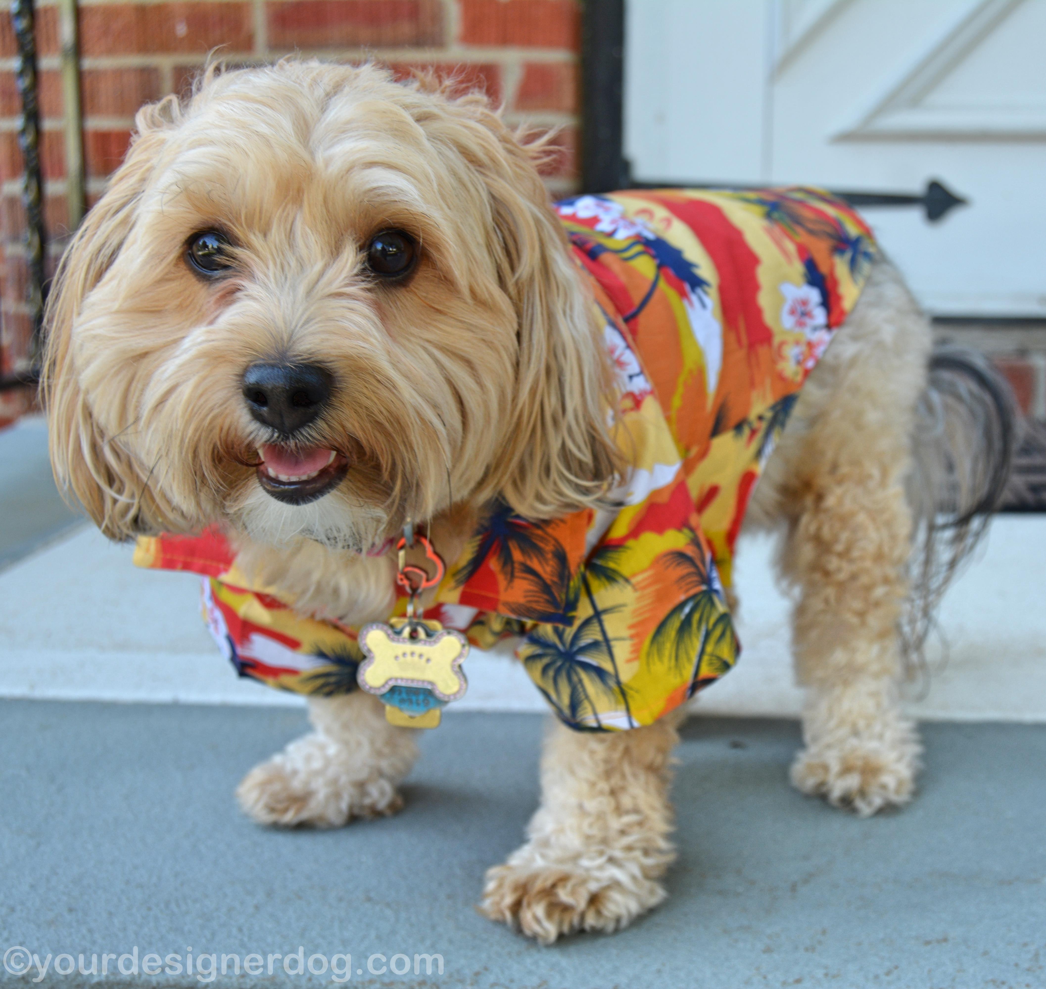 dogs, designer dogs, yorkipoo, yorkie poo, dog clothes, hawaiian shirt, micha doggy wear