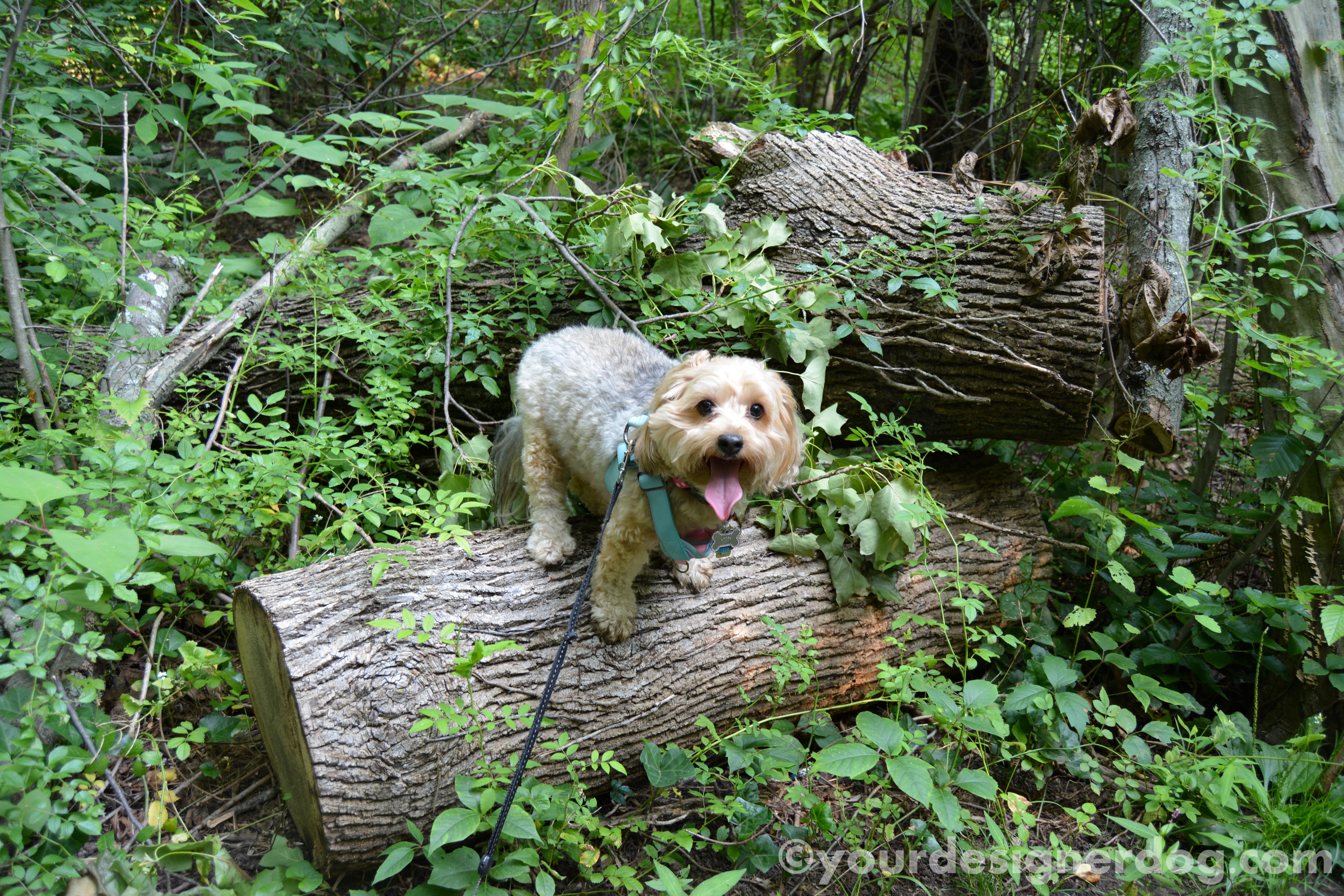 dogs, designer dogs, yorkipoo, yorkie poo, nature, forest