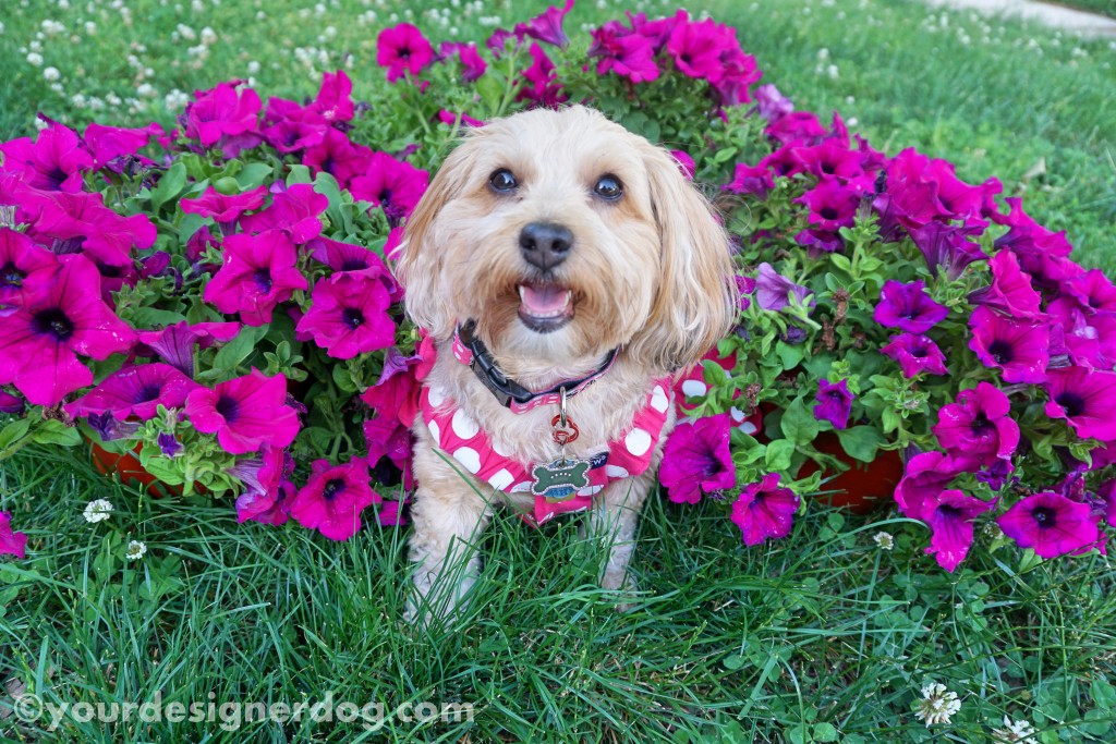 dogs, designer dogs, yorkipoo, yorkie poo, dogs with flowers, petunias