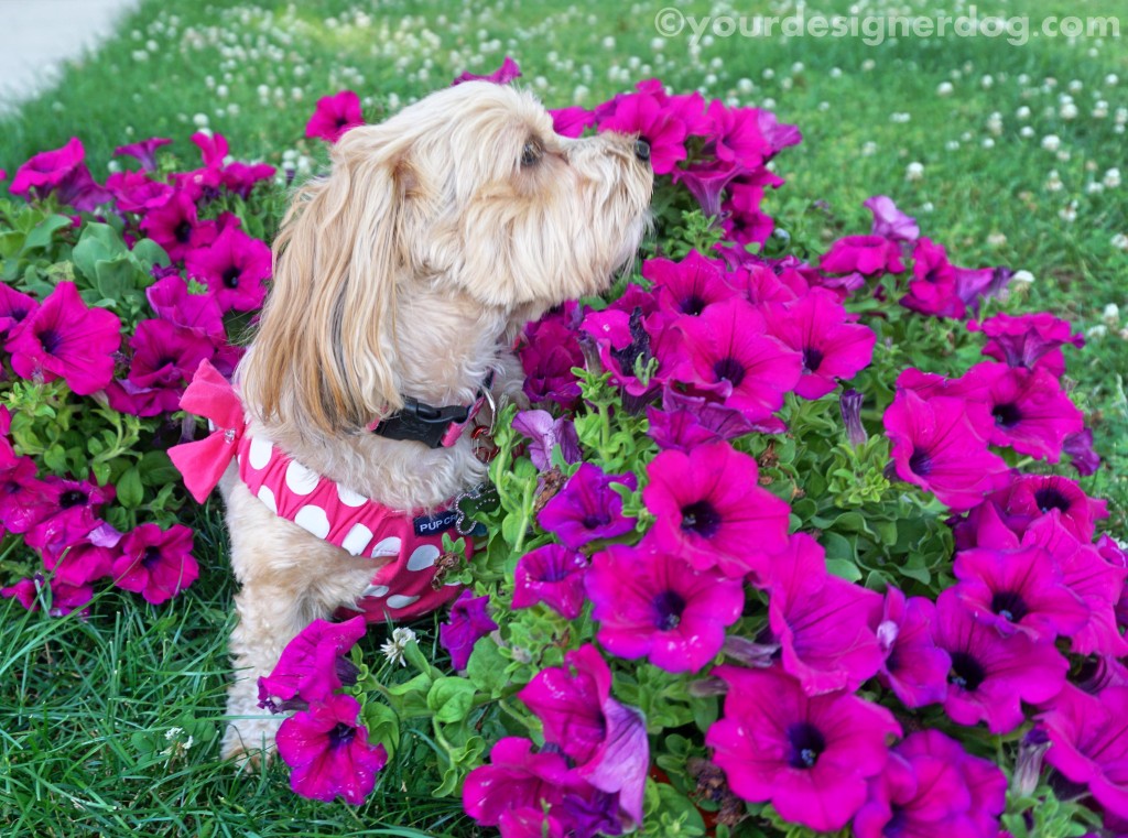 dogs, designer dogs, yorkipoo, yorkie poo, dogs with flowers, petunias