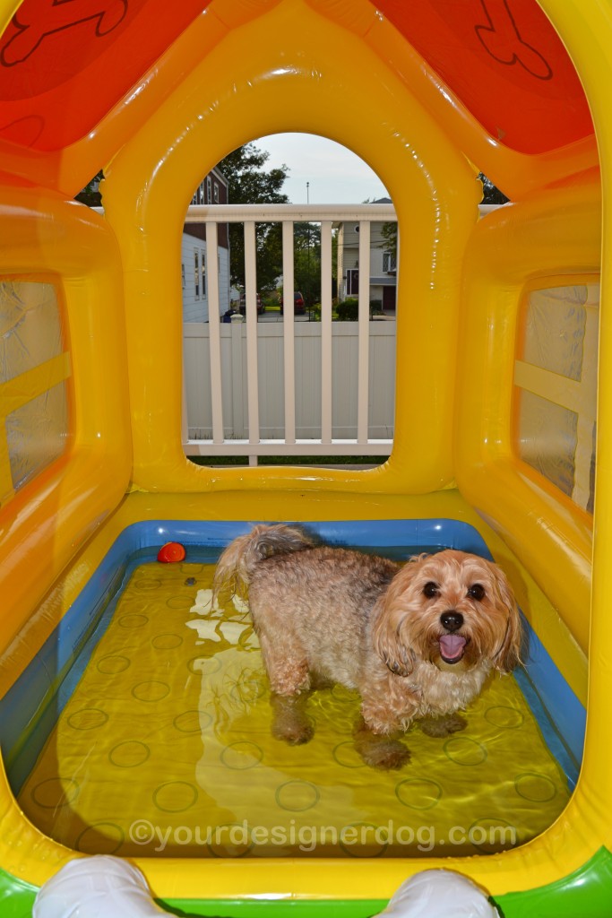 dogs, designer dogs, yorkipoo, yorkie poo, dog house, pool