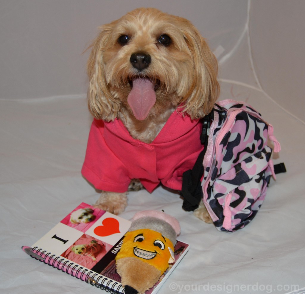 dogs, designer dogs, yorkipoo, yorkie poo, back to school, backpack, tongue out