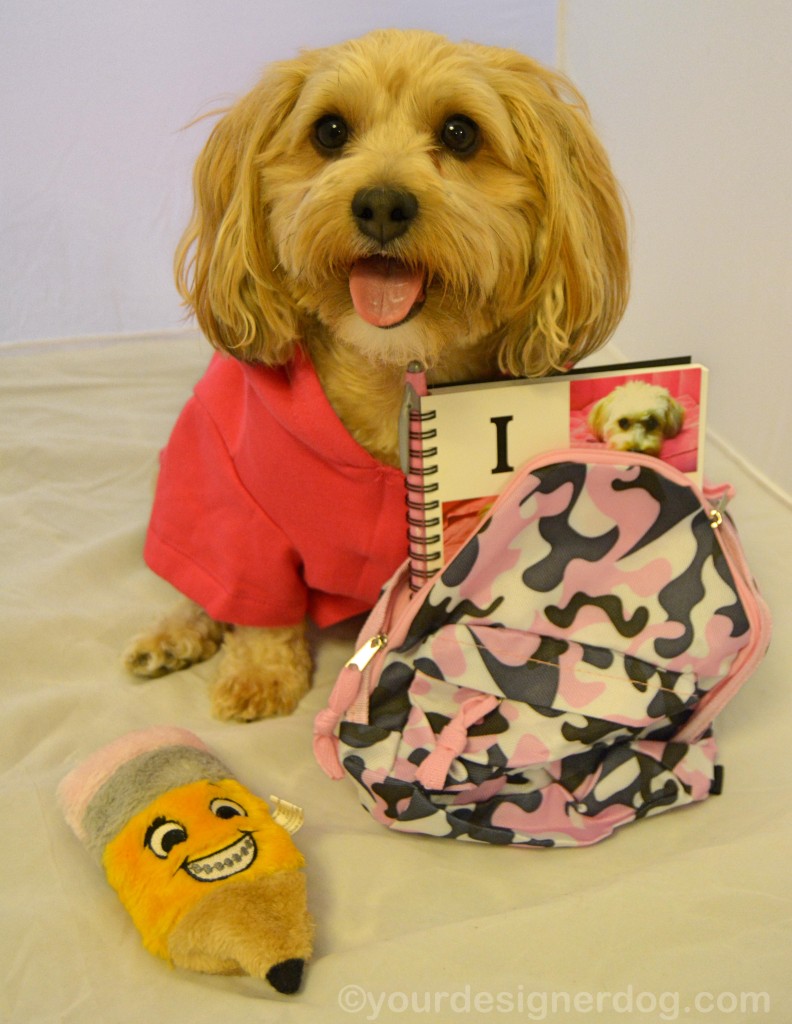 dogs, designer dogs, yorkipoo, yorkie poo, back to school, backpack, tongue out