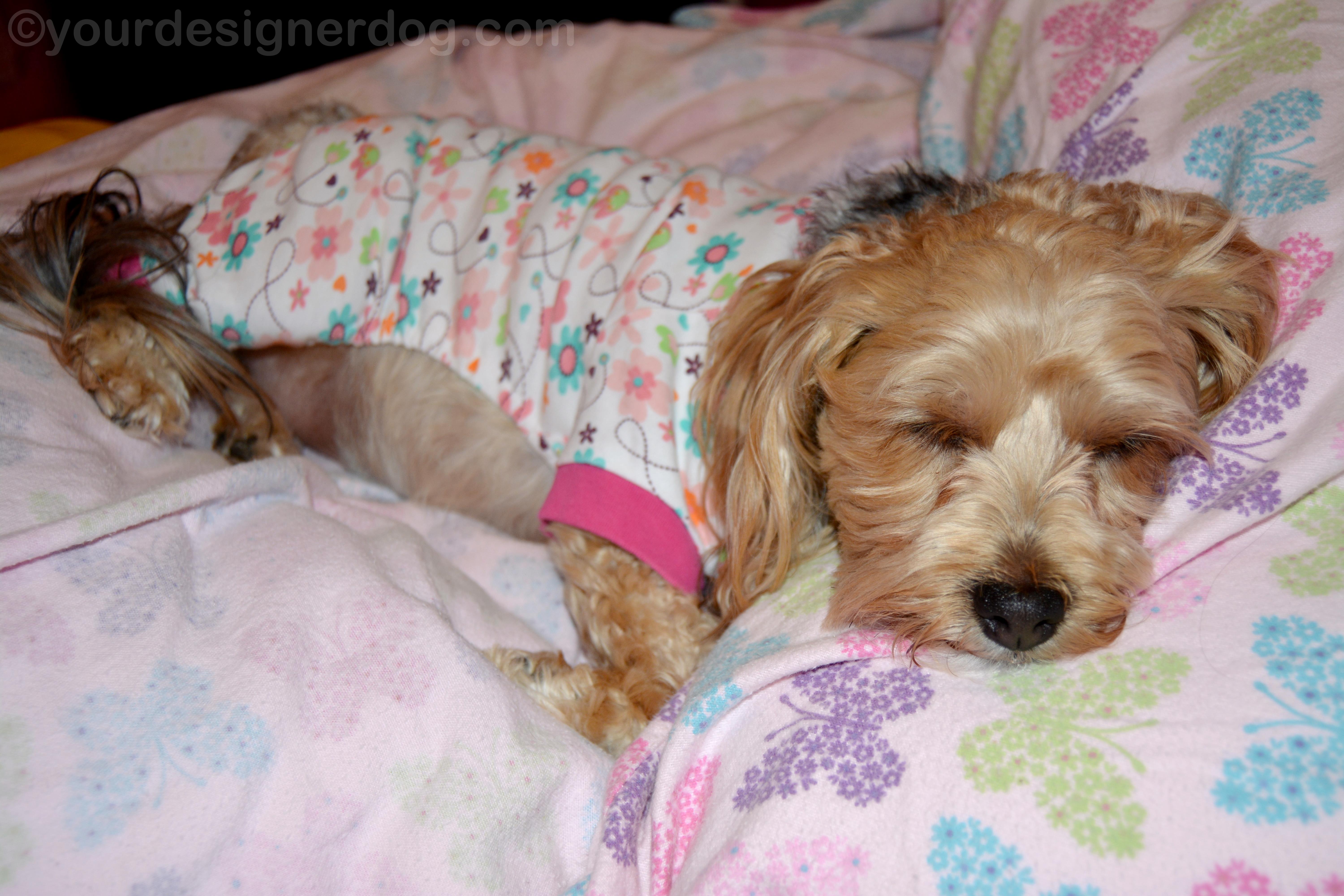 dogs, designer dogs, yorkipoo, yorkie poo, sleepy puppy, dog pajamas