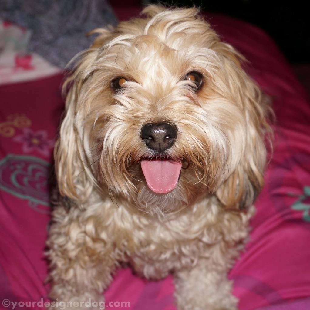dogs, designer dogs, yorkipoo, yorkie poo, tongue out, dog smiling