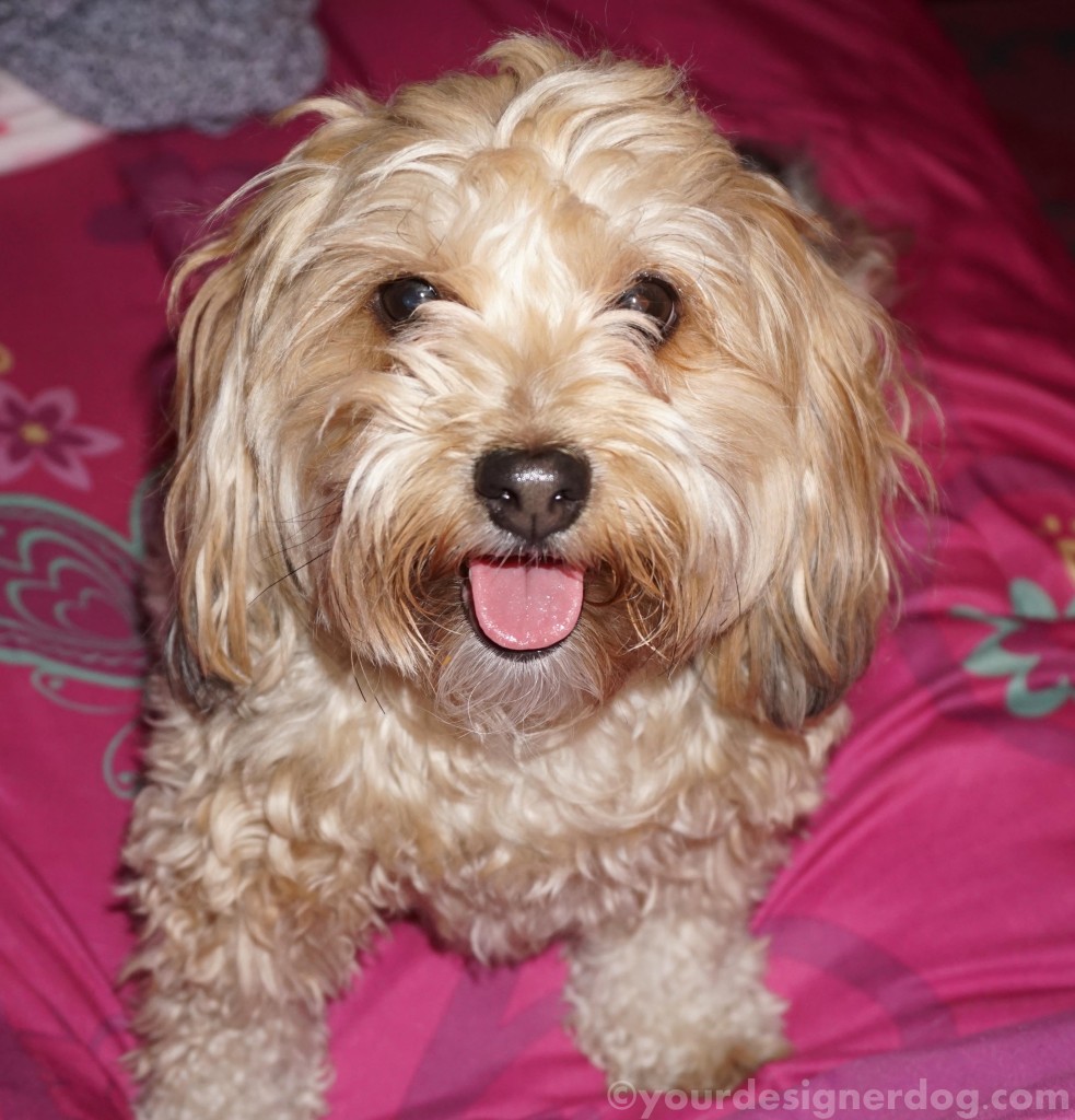dogs, designer dogs, yorkipoo, yorkie poo, tongue out, dog smiling