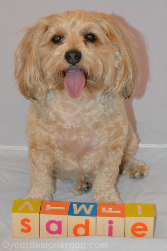 dogs, designer dogs, yorkipoo, yorkie poo, blocks, tongue out