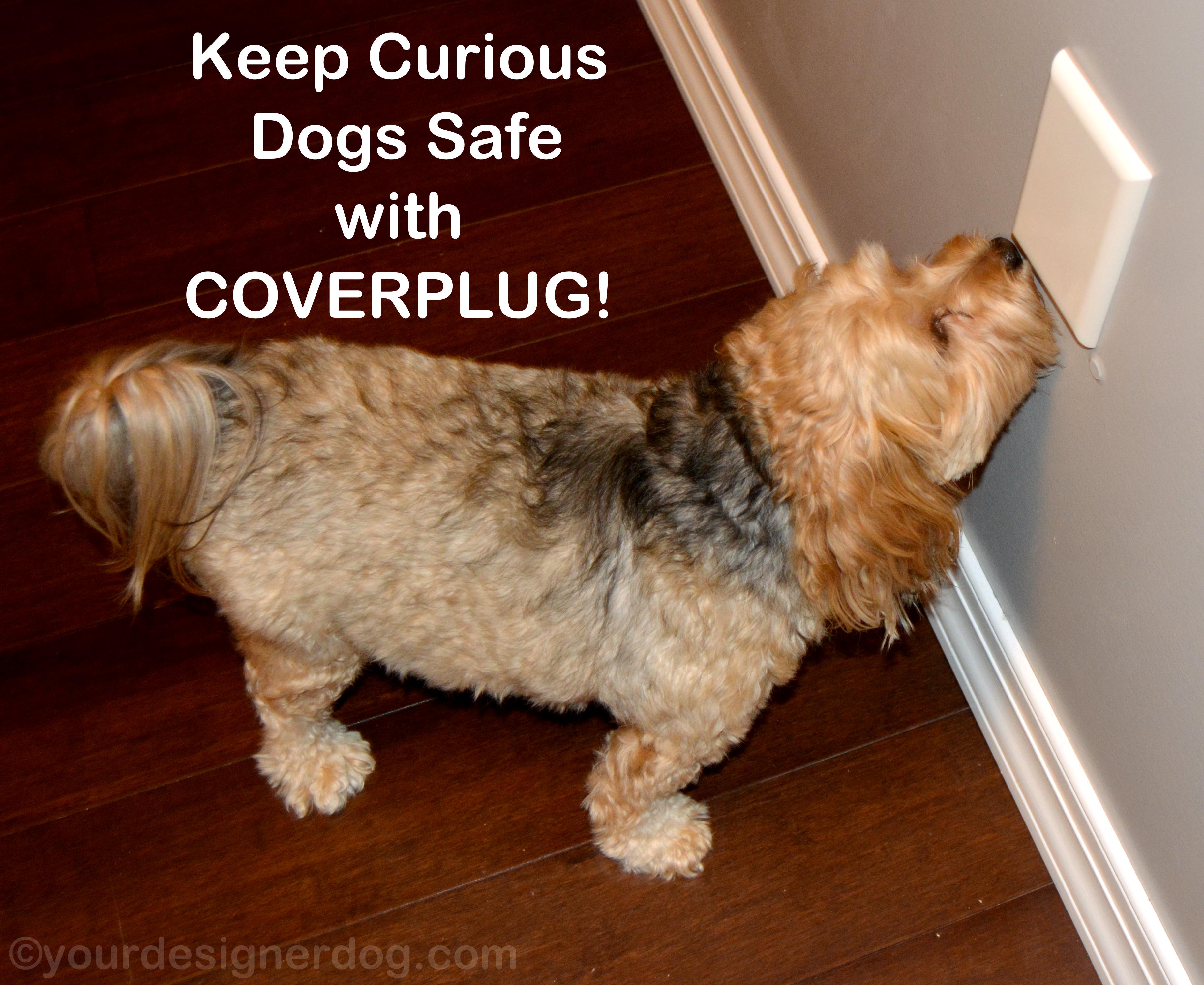 dogs, designer dogs, yorkipoo, yorkie poo, childproofing, outlet cover, coverplug