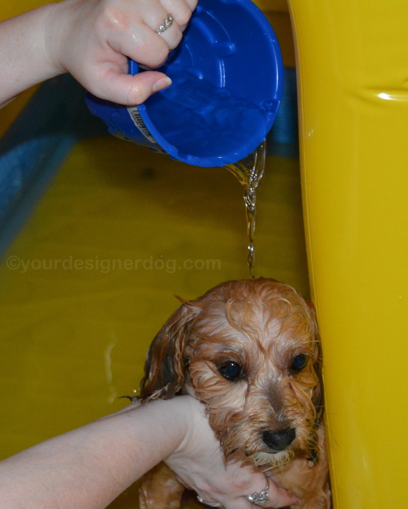dogs, designer dogs, yorkipoo, yorkie poo, dog house, pool, bath