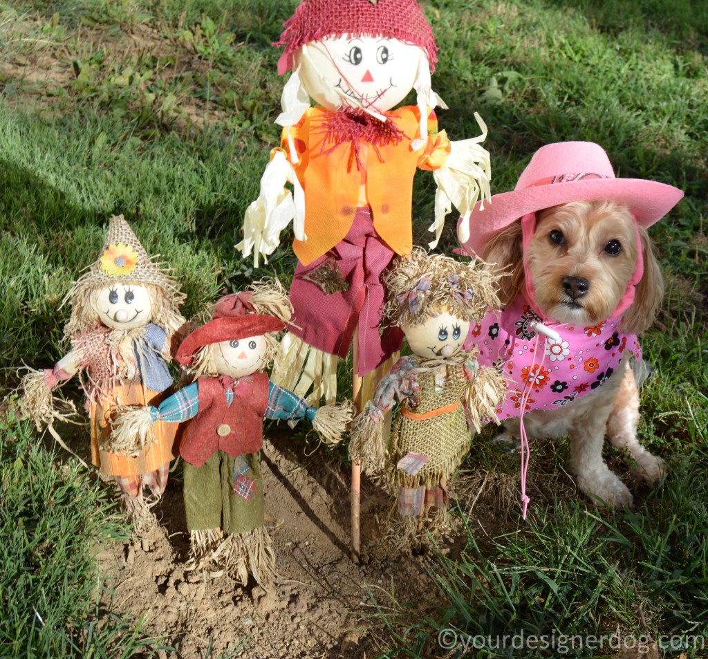 dogs, designer dogs, yorkipoo, yorkie poo, fall, scare crows, pumpkins, cowboy