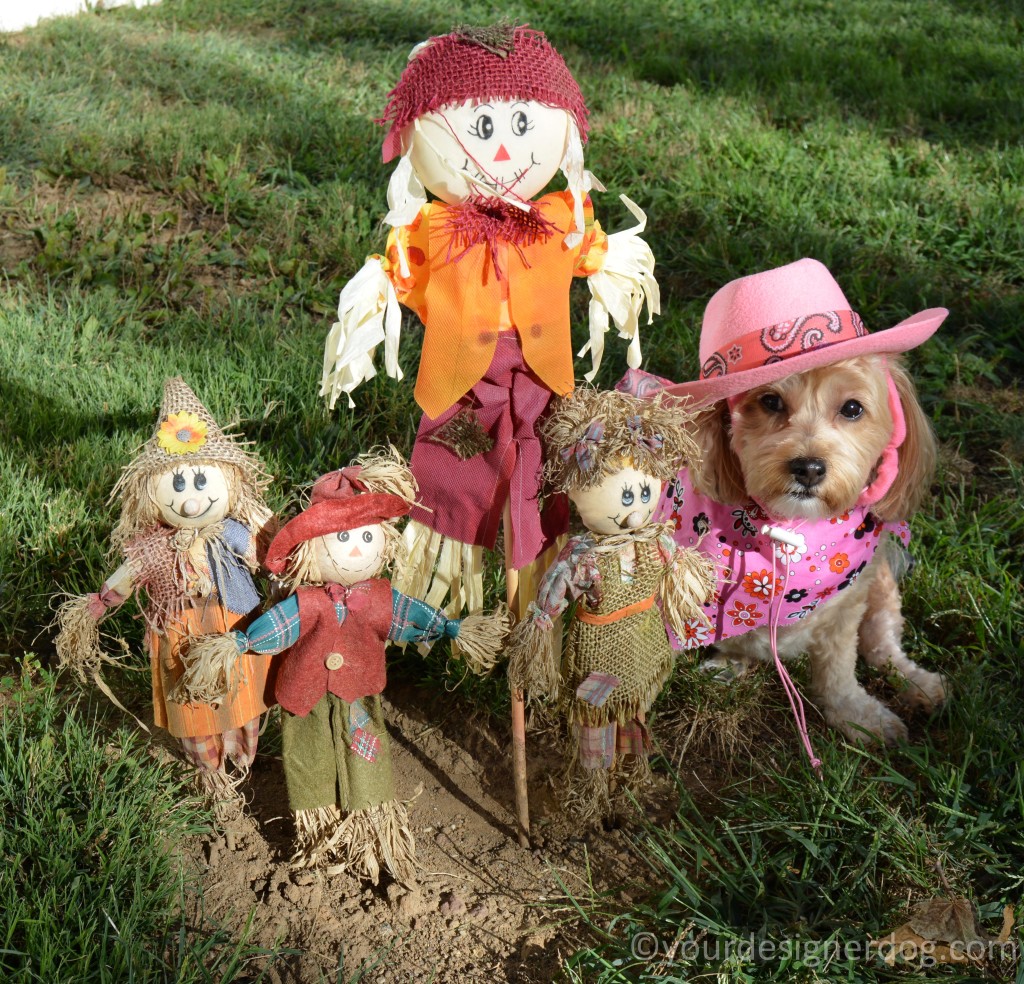 dogs, designer dogs, yorkipoo, yorkie poo, fall, scare crows, pumpkins, cowboy