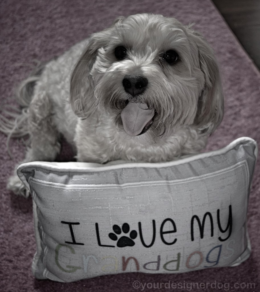 dogs, designer dogs, yorkipoo, yorkie poo, grandparents day, black and white photography