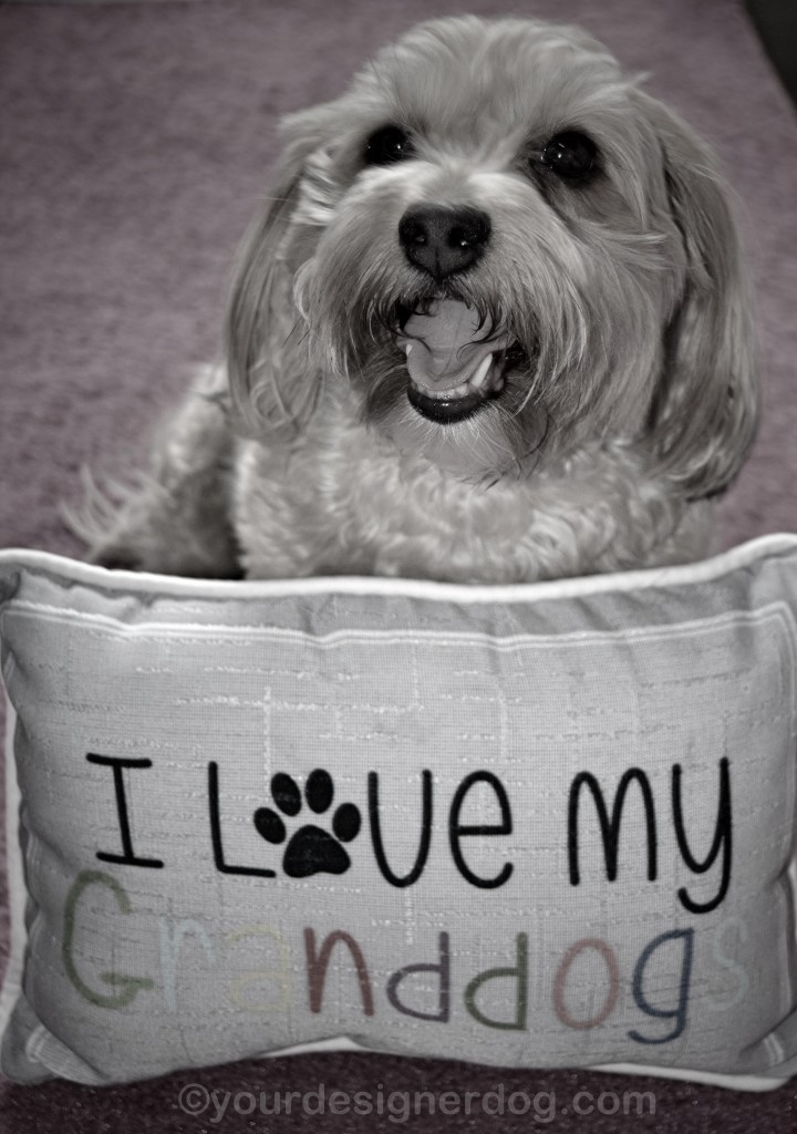 dogs, designer dogs, yorkipoo, yorkie poo, grandparents day, black and white photography