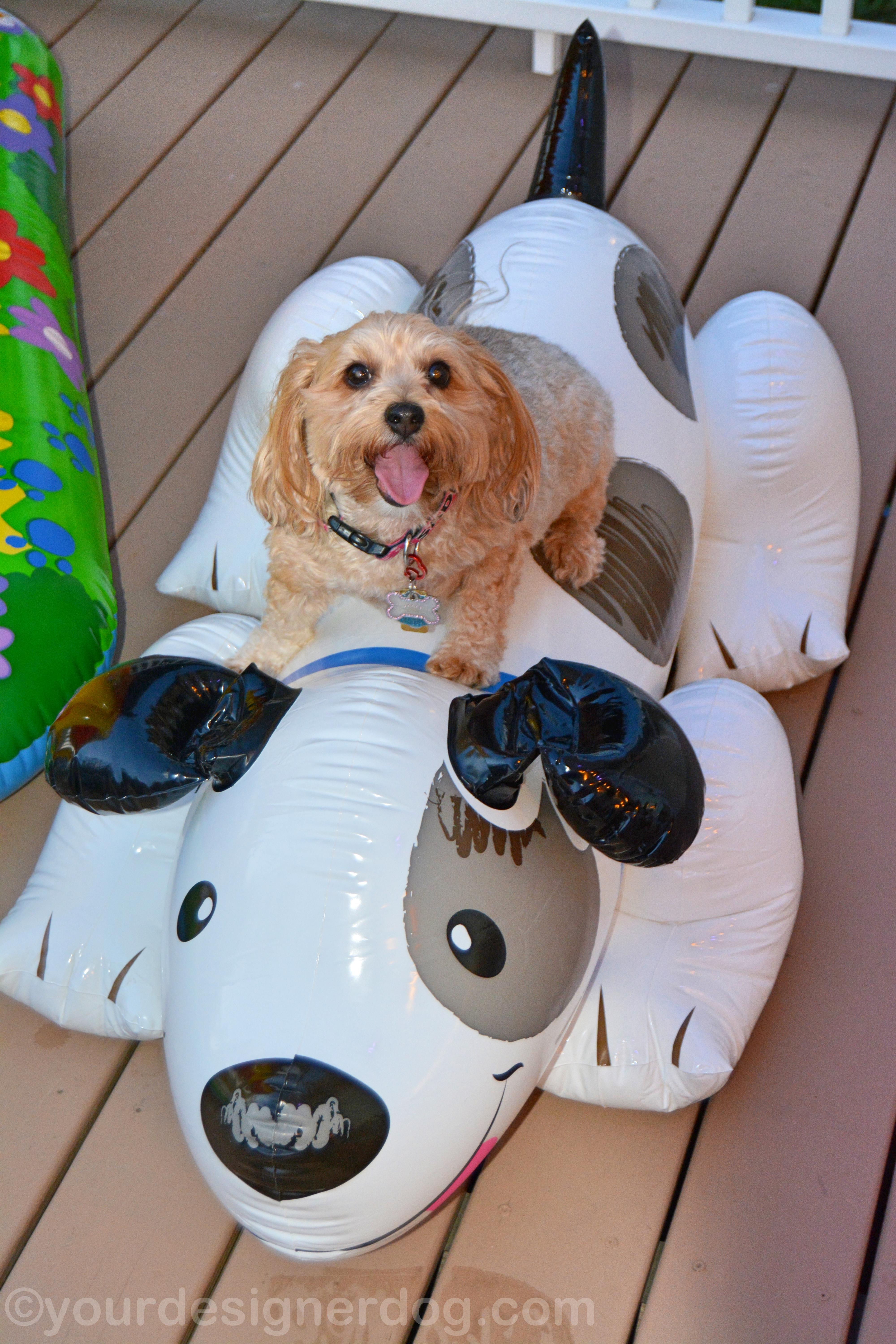 dogs, designer dogs, yorkipoo, yorkie poo, pool toy, big dog