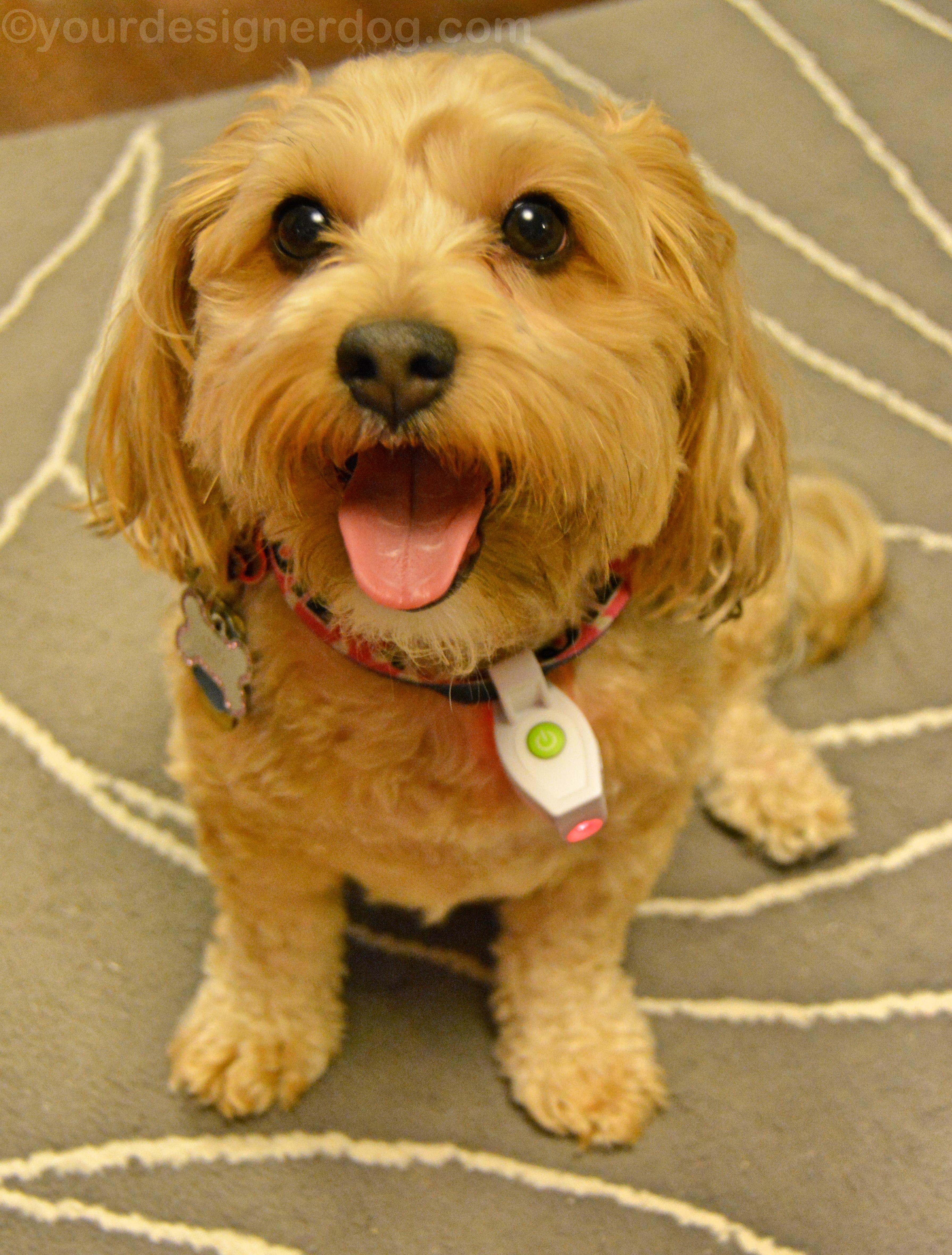 dogs, designer dogs, yorkipoo, yorkie poo, laser light, technology, tongue out