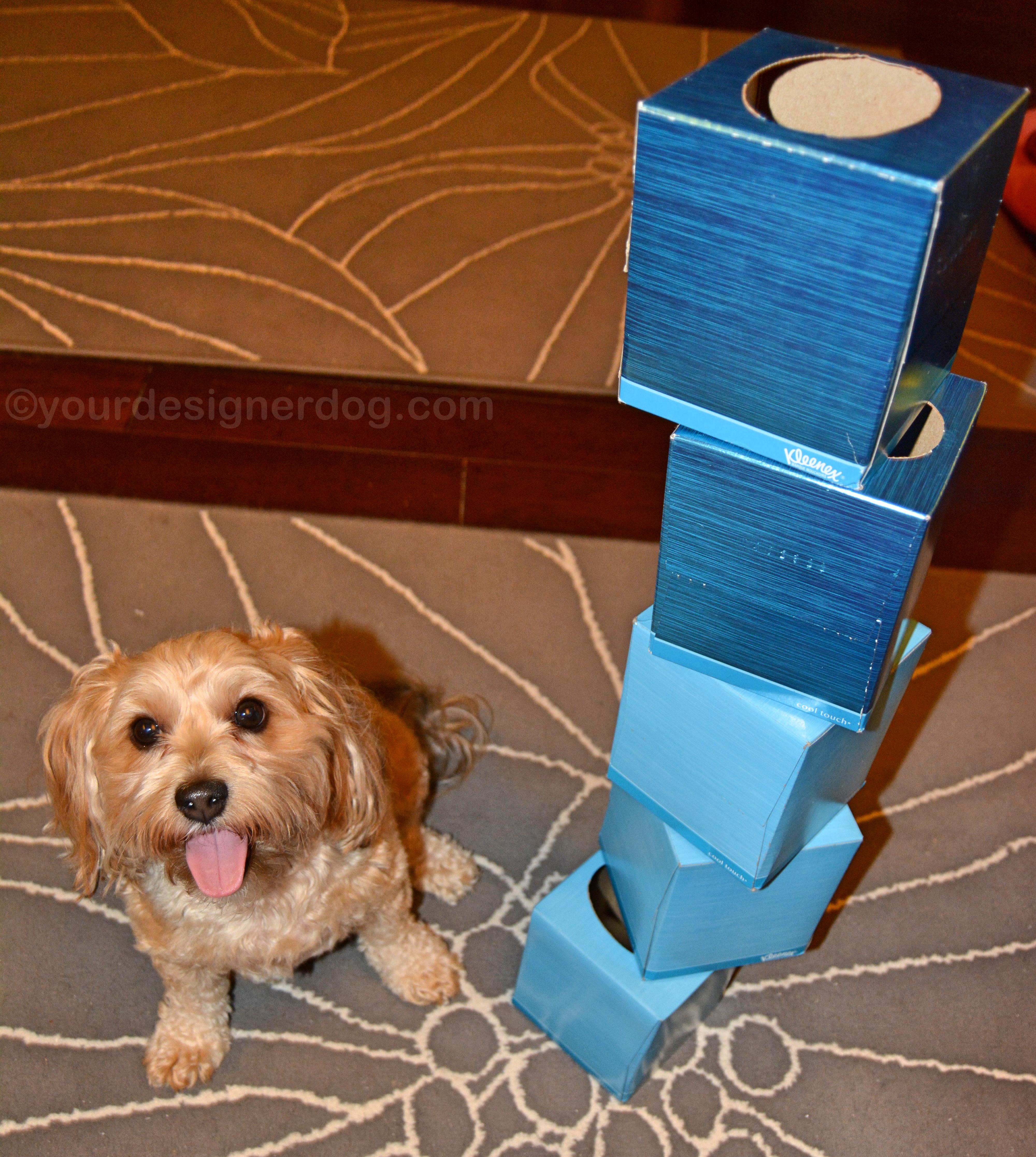 dogs, designer dogs. yorkipoo, yorkie poo, tissue boxes, tower game