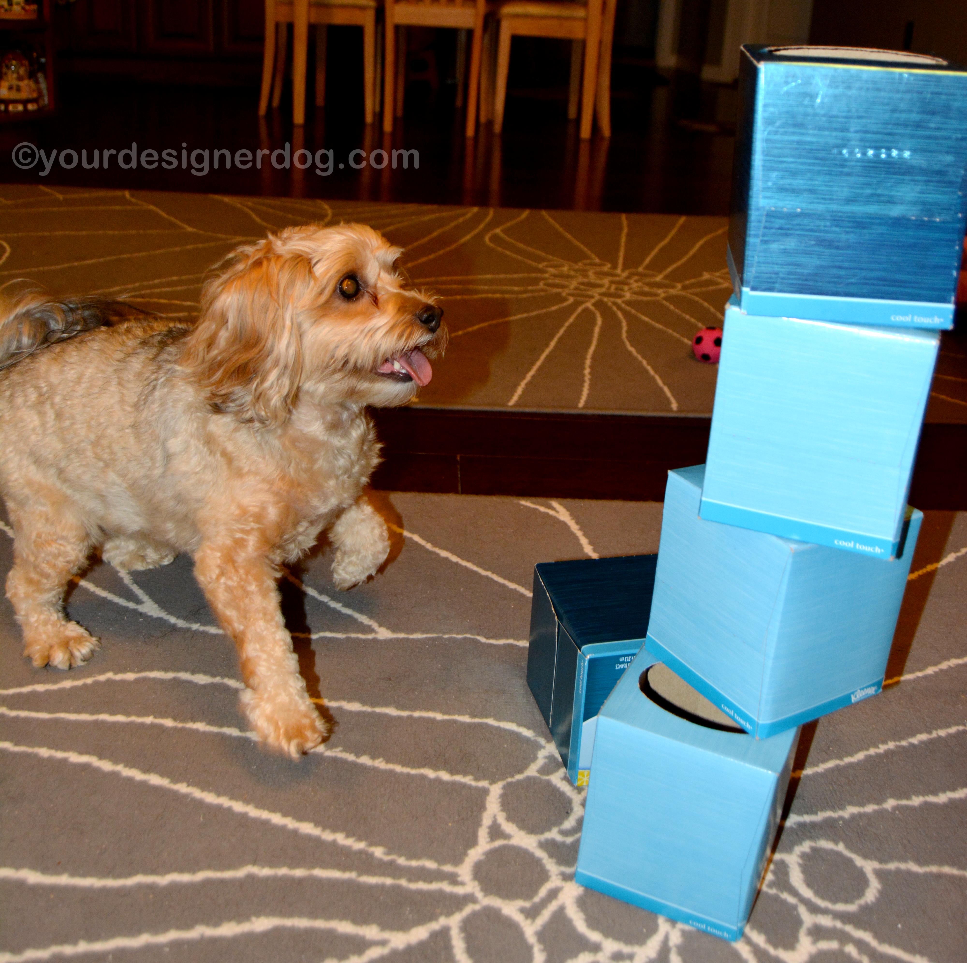 dogs, designer dogs. yorkipoo, yorkie poo, tissue boxes, tower game