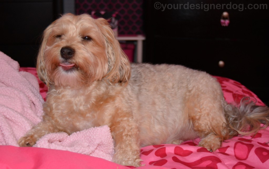 dogs, designer dogs, yorkipoo, yorkie poo, tongue out, tongue out tuesday, blooper, out take