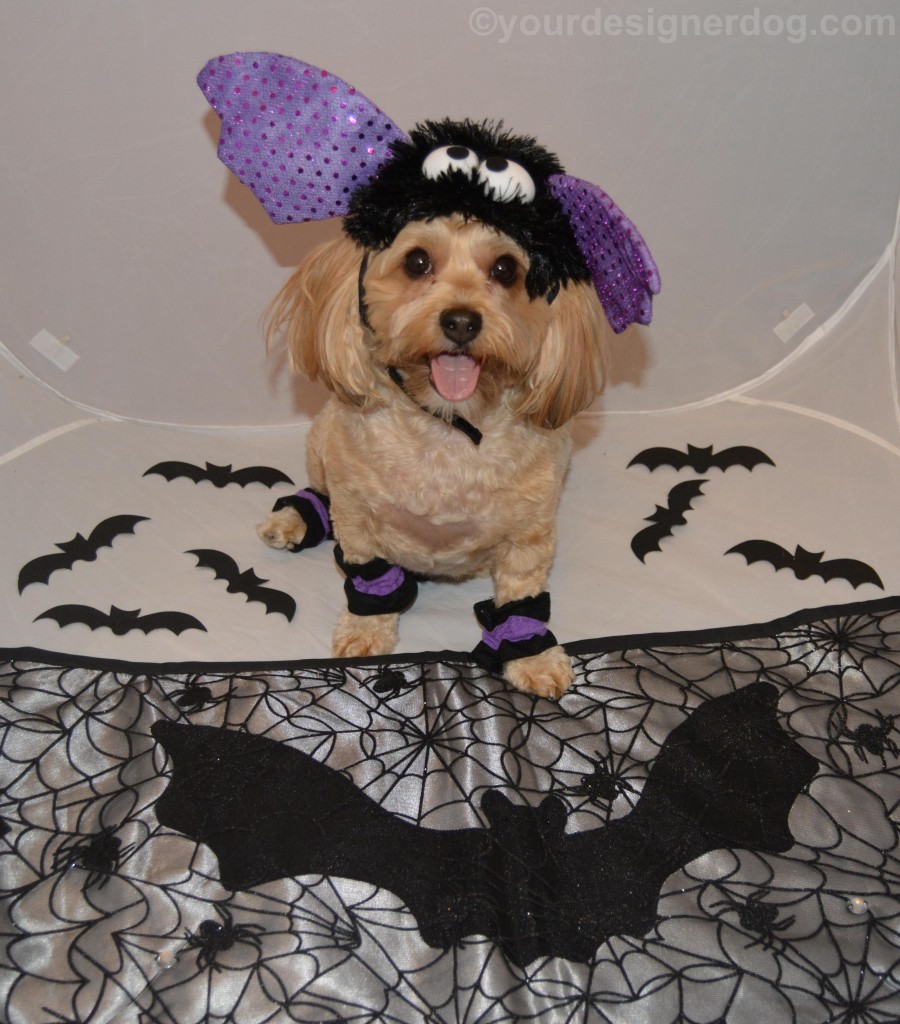 dogs, designer dogs, yorkipoo, yorkie poo, halloween, costume, bat
