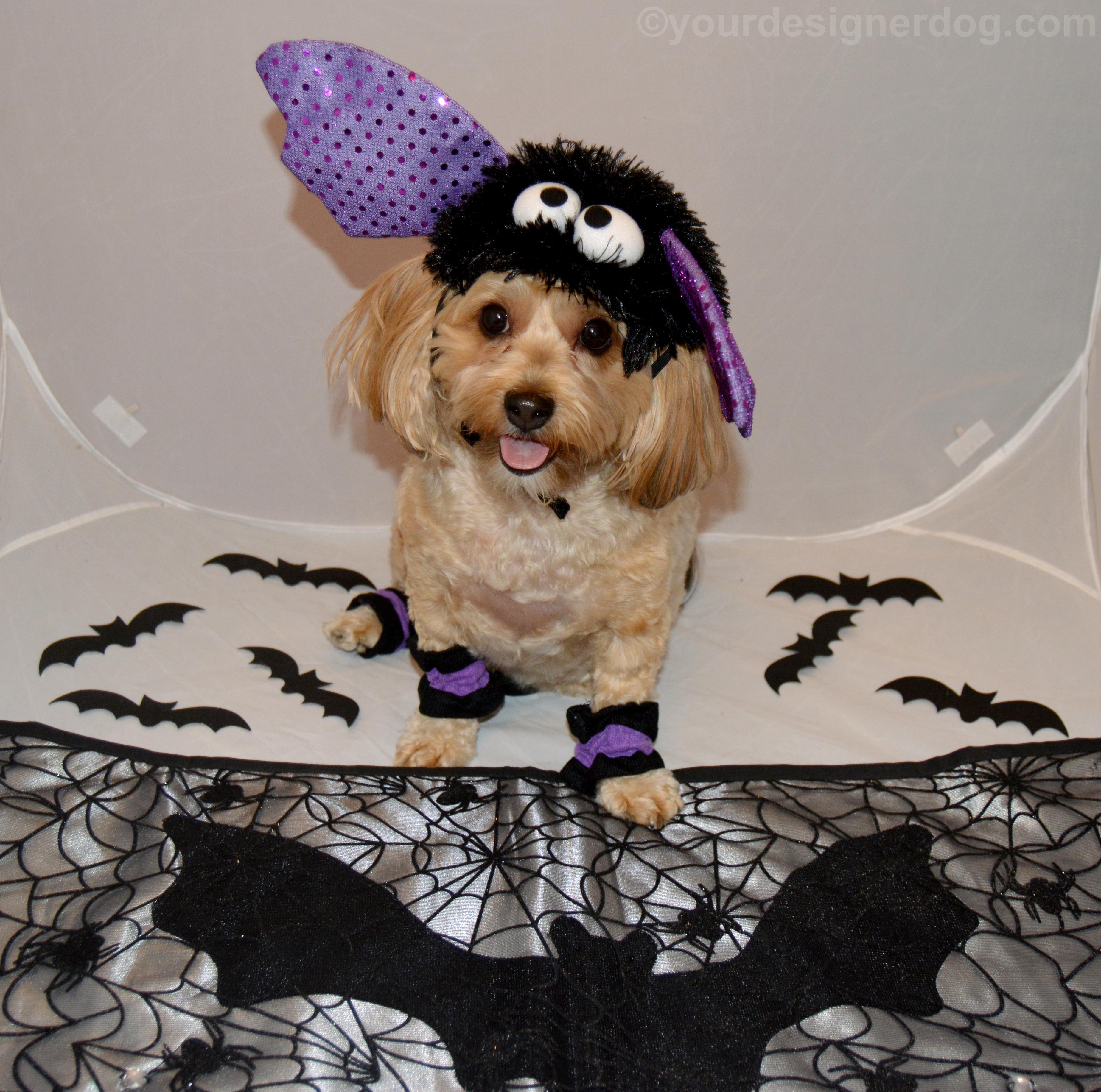 dogs, designer dogs, yorkipoo, yorkie poo, halloween, costume, bat