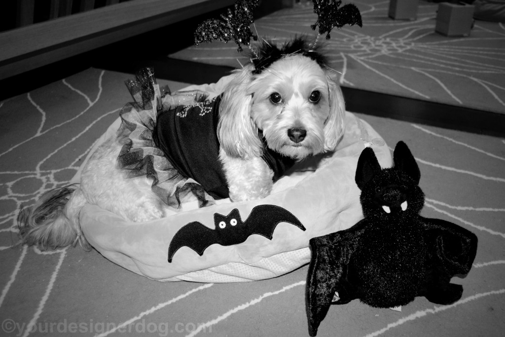 dogs, designer dogs, yorkipoo, yorkie poo, black and white photography, bats, Halloween