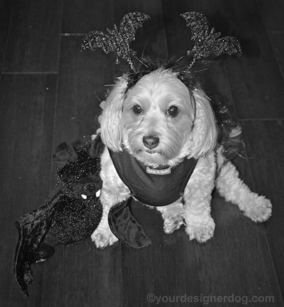 dogs, designer dogs, yorkipoo, yorkie poo, black and white photography, bats, Halloween