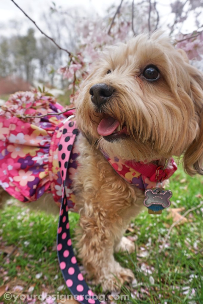 dogs, designer dogs, yorkipoo, yorkie poo, tongue out, flowers, cherry blossoms