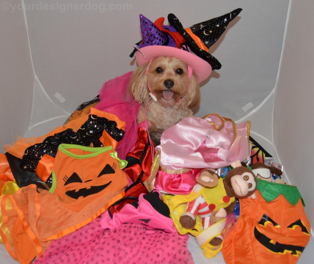 dogs, designer dogs, yorkipoo, yorkie poo, costumes, Halloween