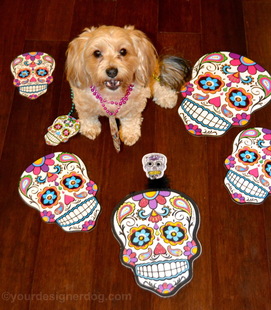 dogs, designer dogs, yorkipoo, yorkie poo, skulls, day of the dead