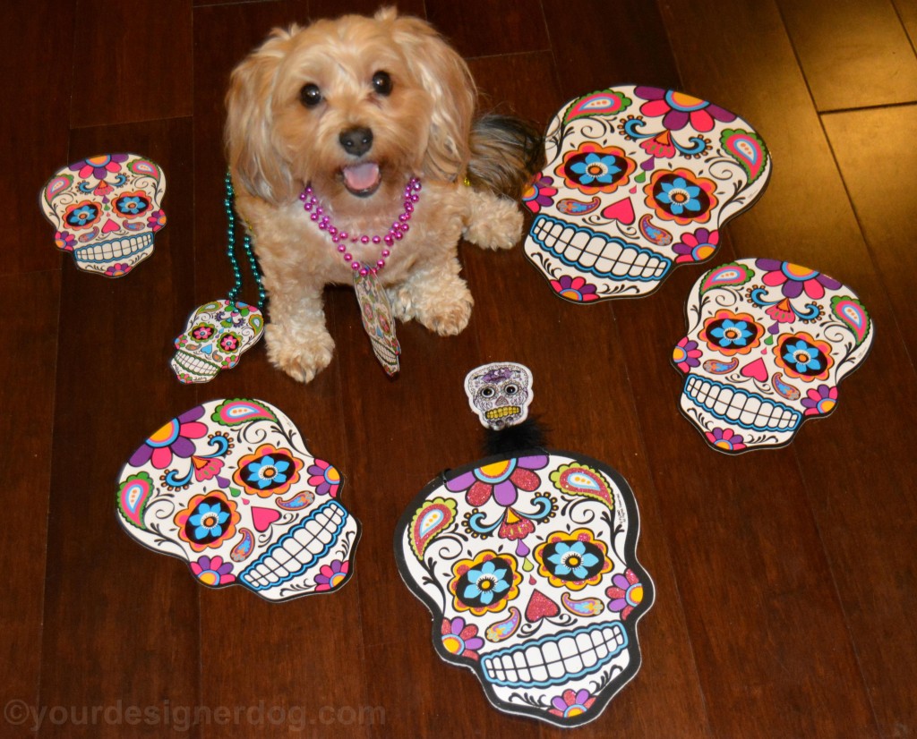 dogs, designer dogs, yorkipoo, yorkie poo, skulls, day of the dead