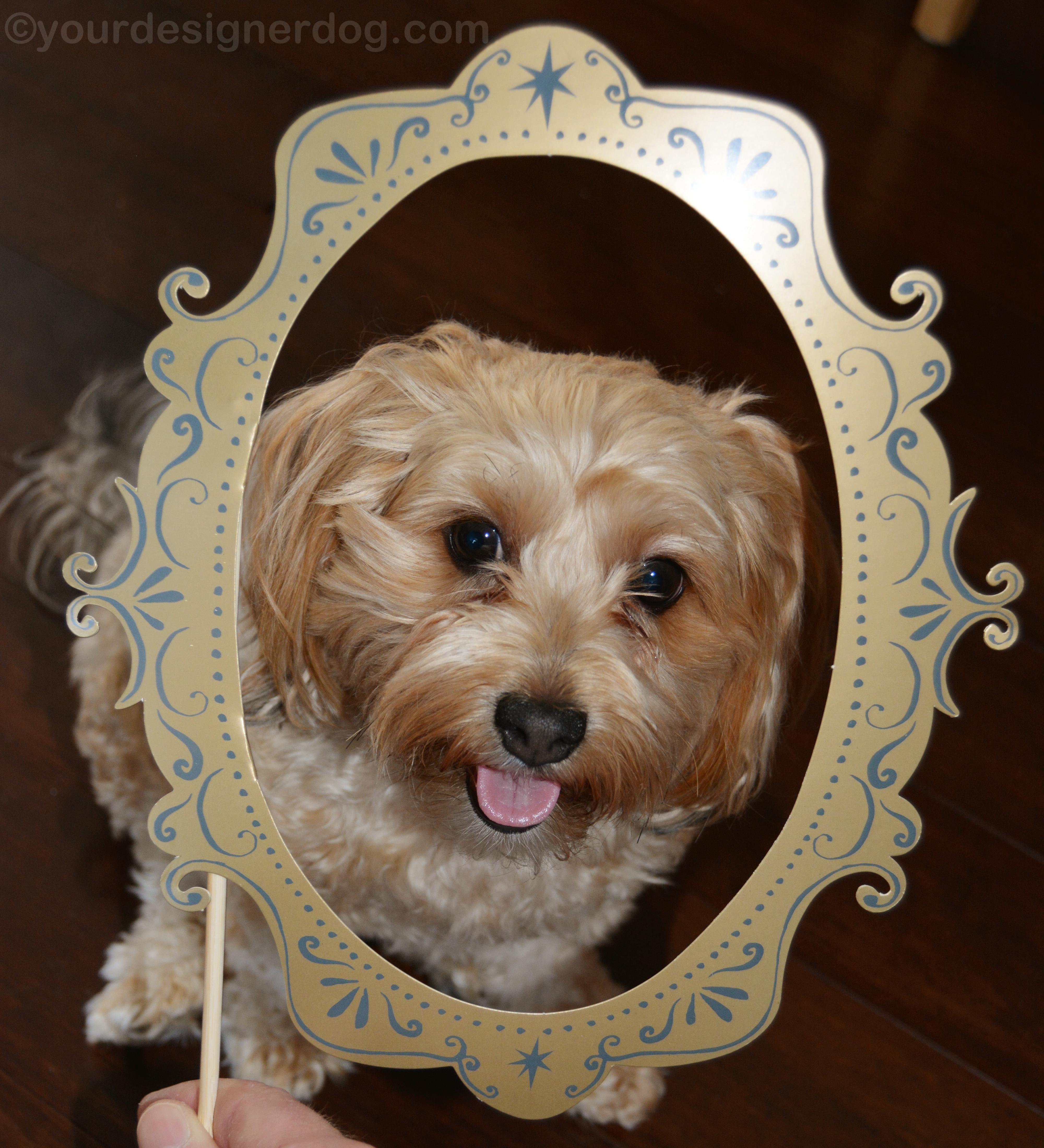 dogs, designer dogs, yorkipoo, yorkie poo, frame, tongue out