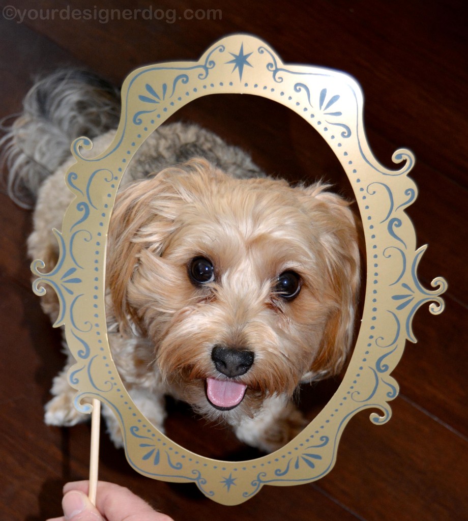 dogs, designer dogs, yorkipoo, yorkie poo, frame, tongue out