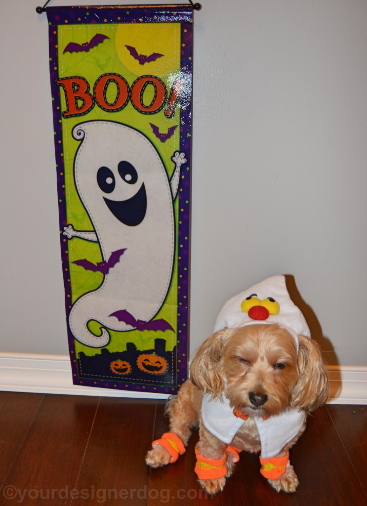 dogs, designer dogs, yorkipoo, yorkie poo, ghost, dog costume, halloween