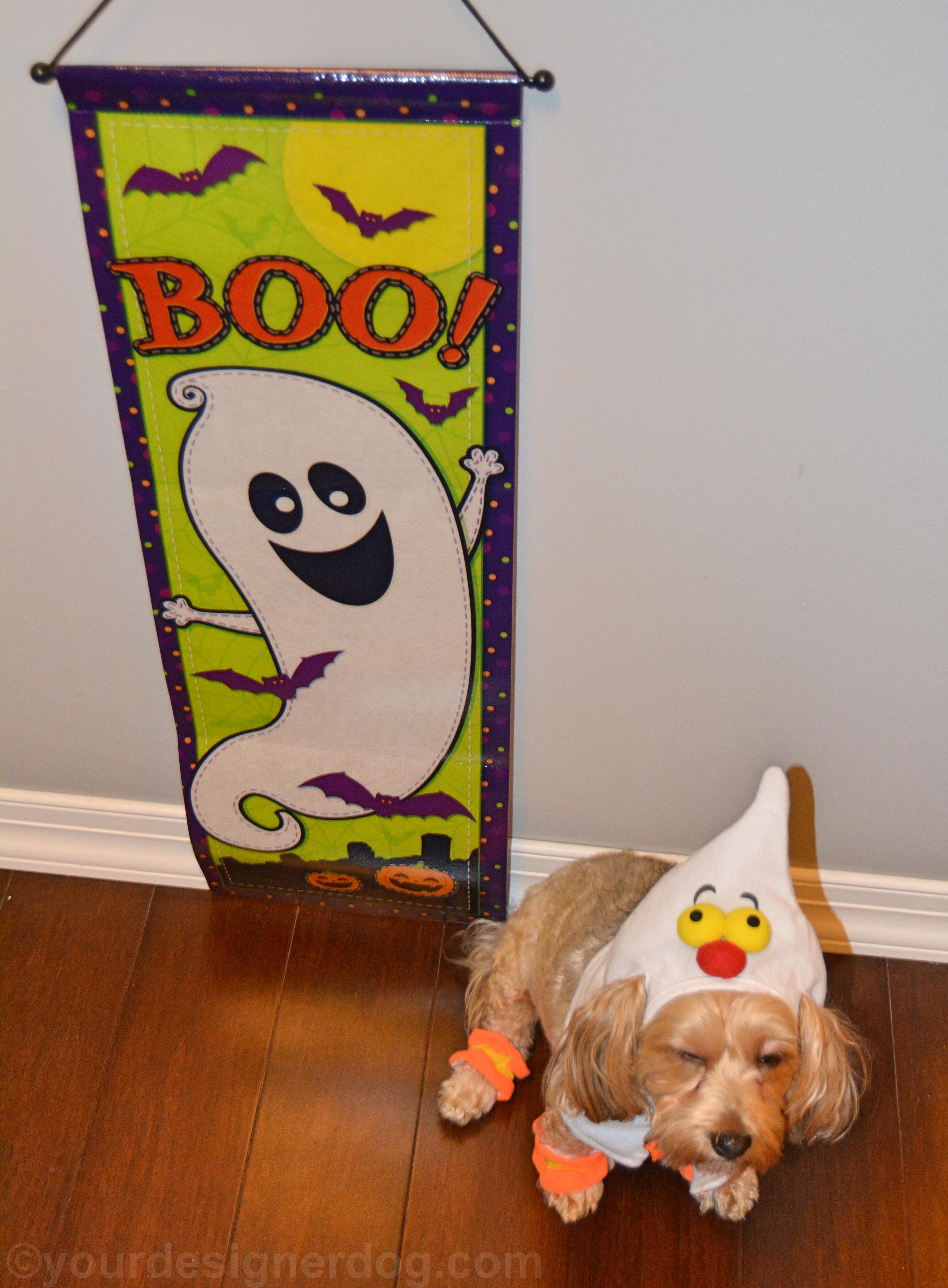 dogs, designer dogs, yorkipoo, yorkie poo, ghost, dog costume, halloween