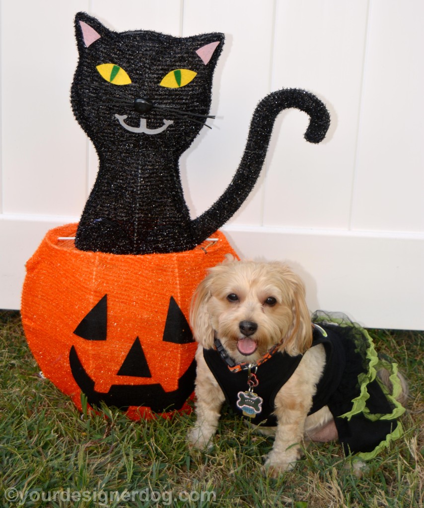 dogs, designer dogs, yorkipoo, yorkie poo, black cat, halloween