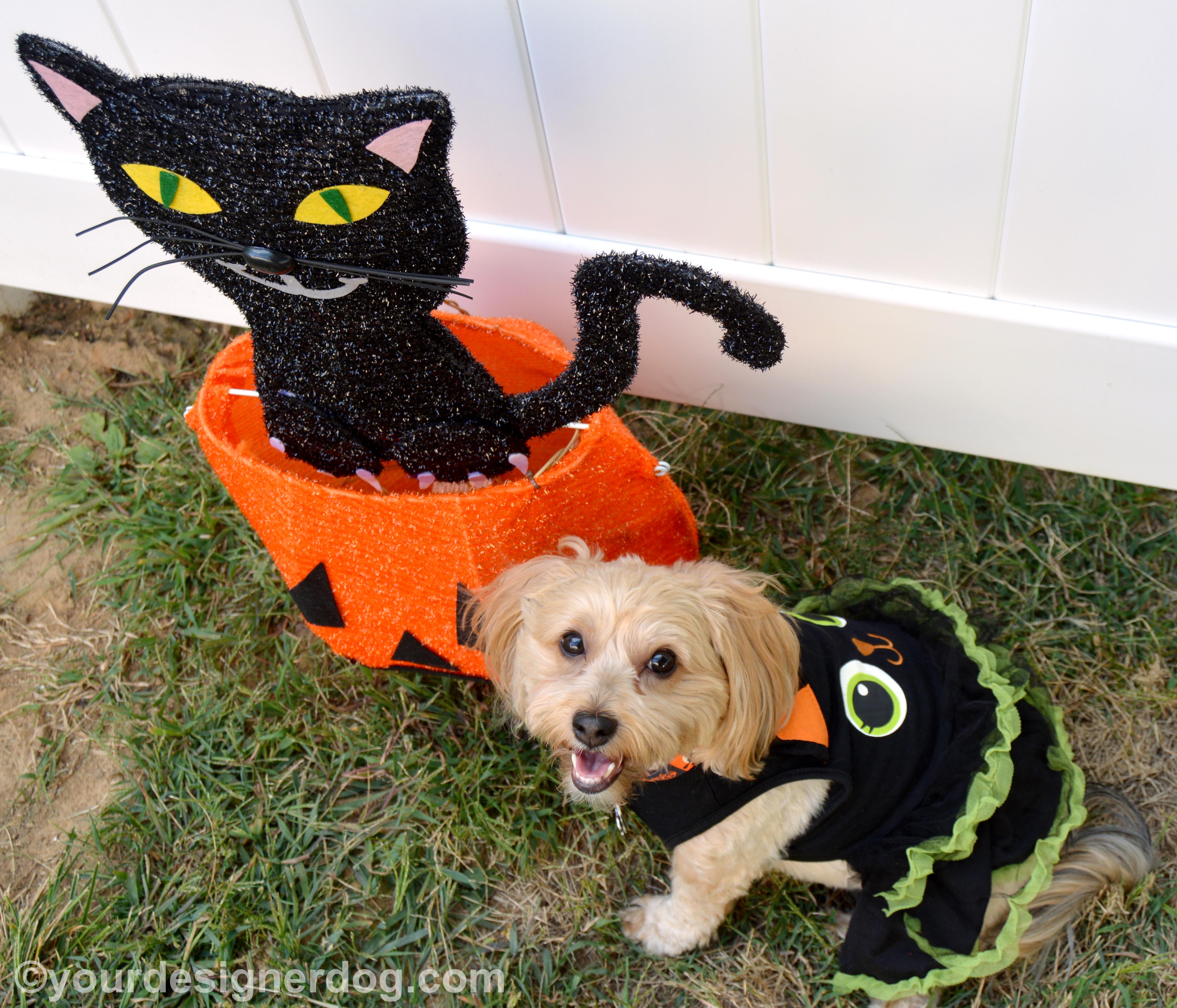 dogs, designer dogs, yorkipoo, yorkie poo, black cat, halloween