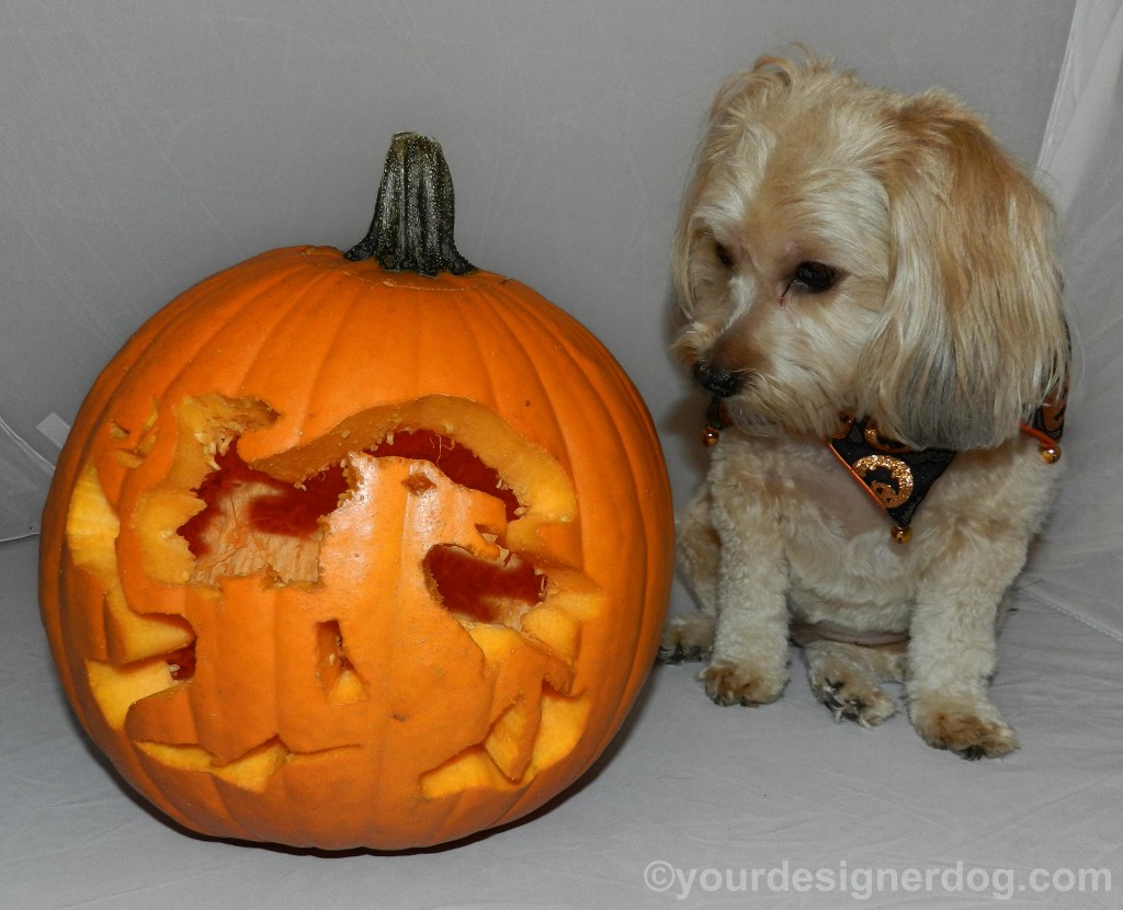 dogs, designer dogs, yorkipoo, yorkie poo, pumpkin, jack-o-lantern, halloween