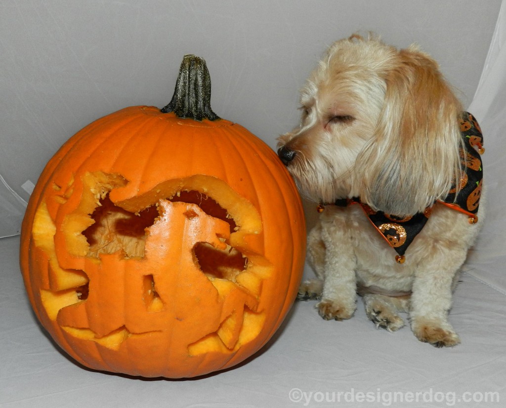 dogs, designer dogs, yorkipoo, yorkie poo, pumpkin, jack-o-lantern, halloween