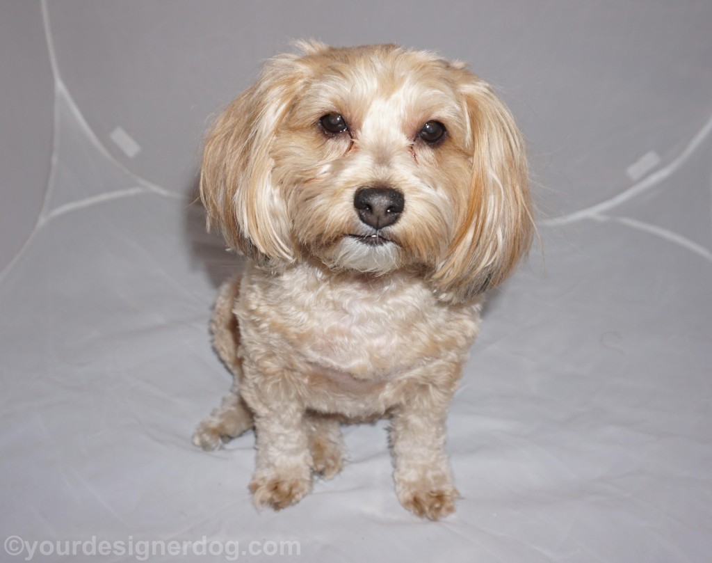 dogs, designer dogs, yorkipoo, yorkie poo, photo shoot, close up