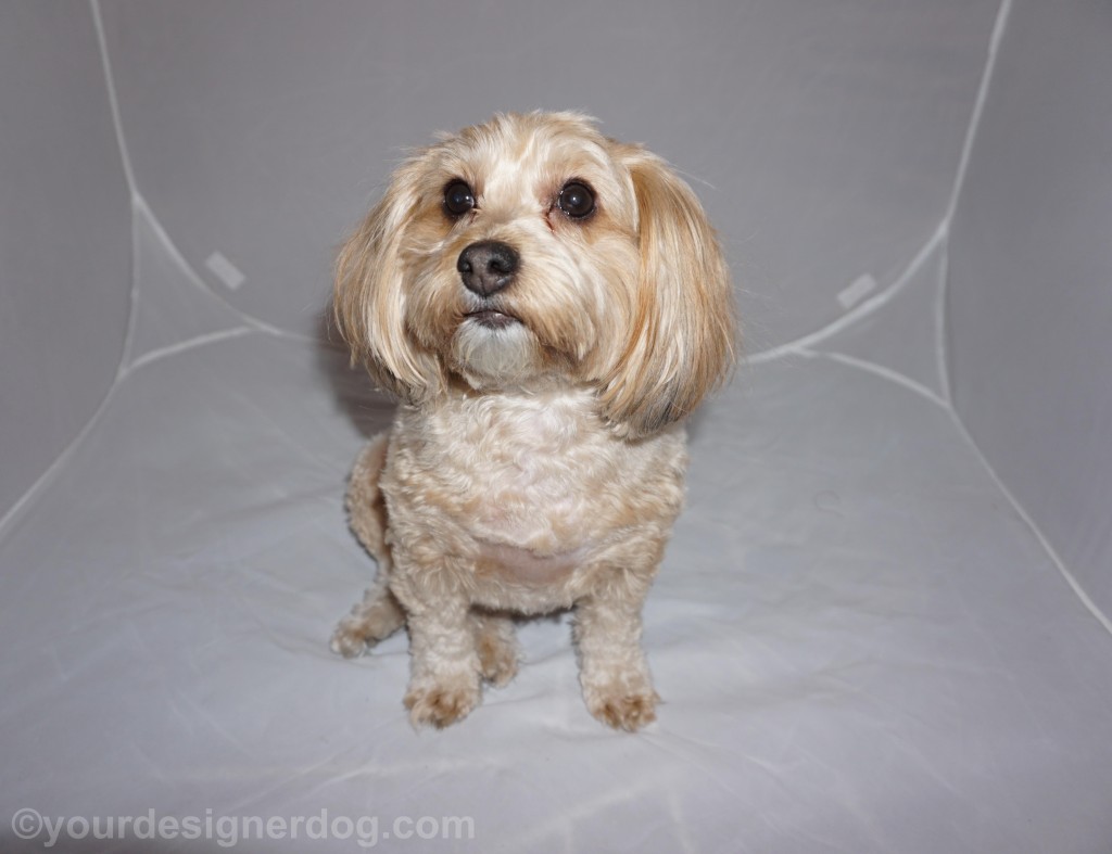 dogs, designer dogs, yorkipoo, yorkie poo, photo shoot, close up