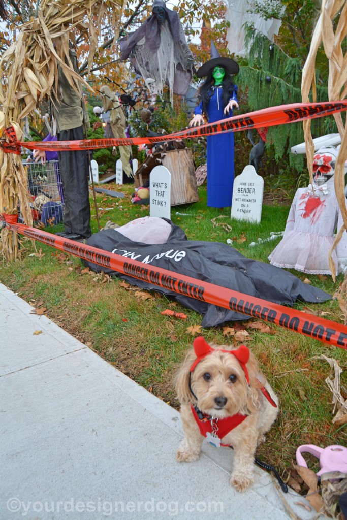 dogs, designer dogs, yorkipoo, yorkie poo, halloween, decorations, devil costume