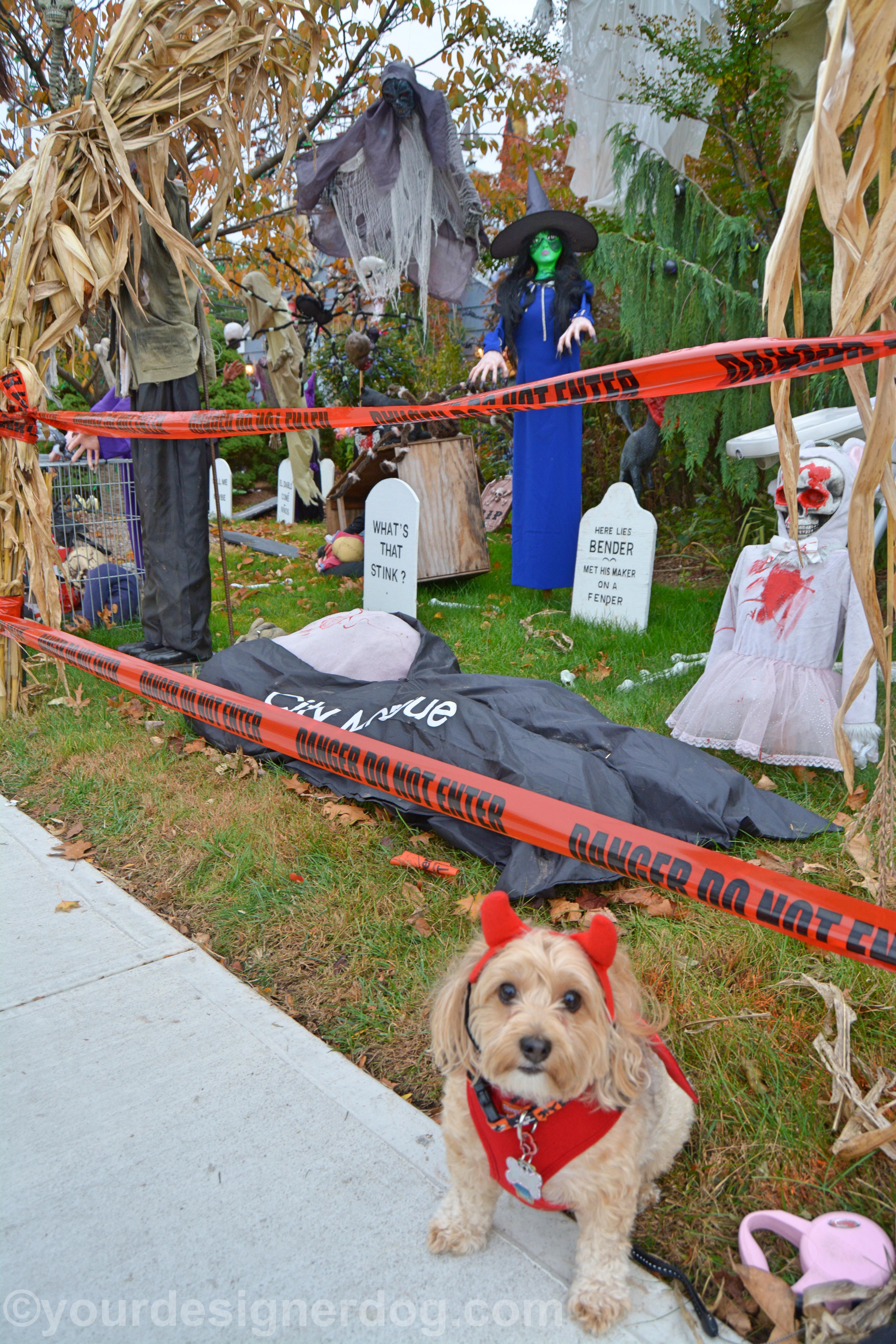 dogs, designer dogs, yorkipoo, yorkie poo, halloween, decorations, devil costume