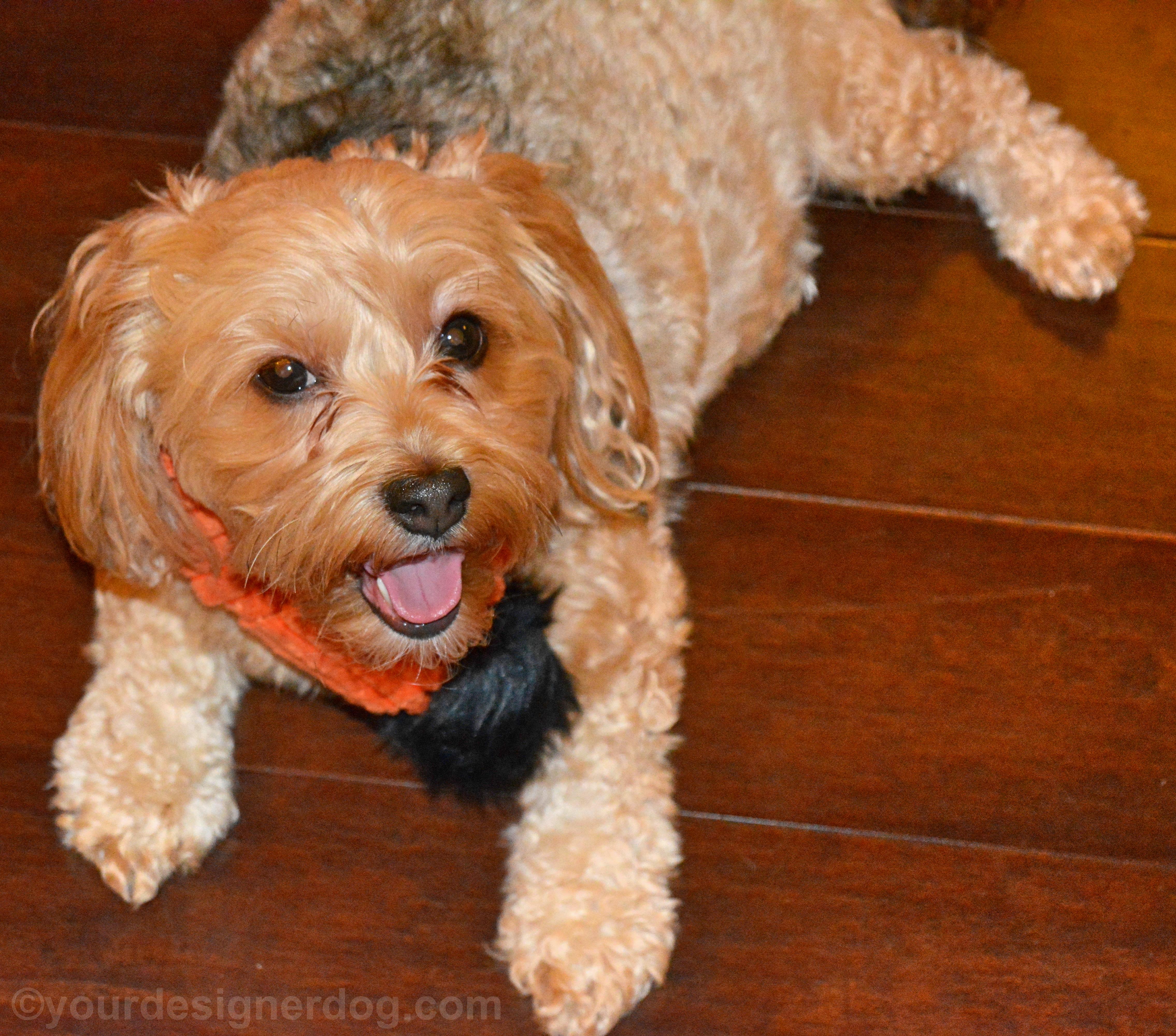 dogs, designer dogs, yorkipoo, yorkie poo, tongue out