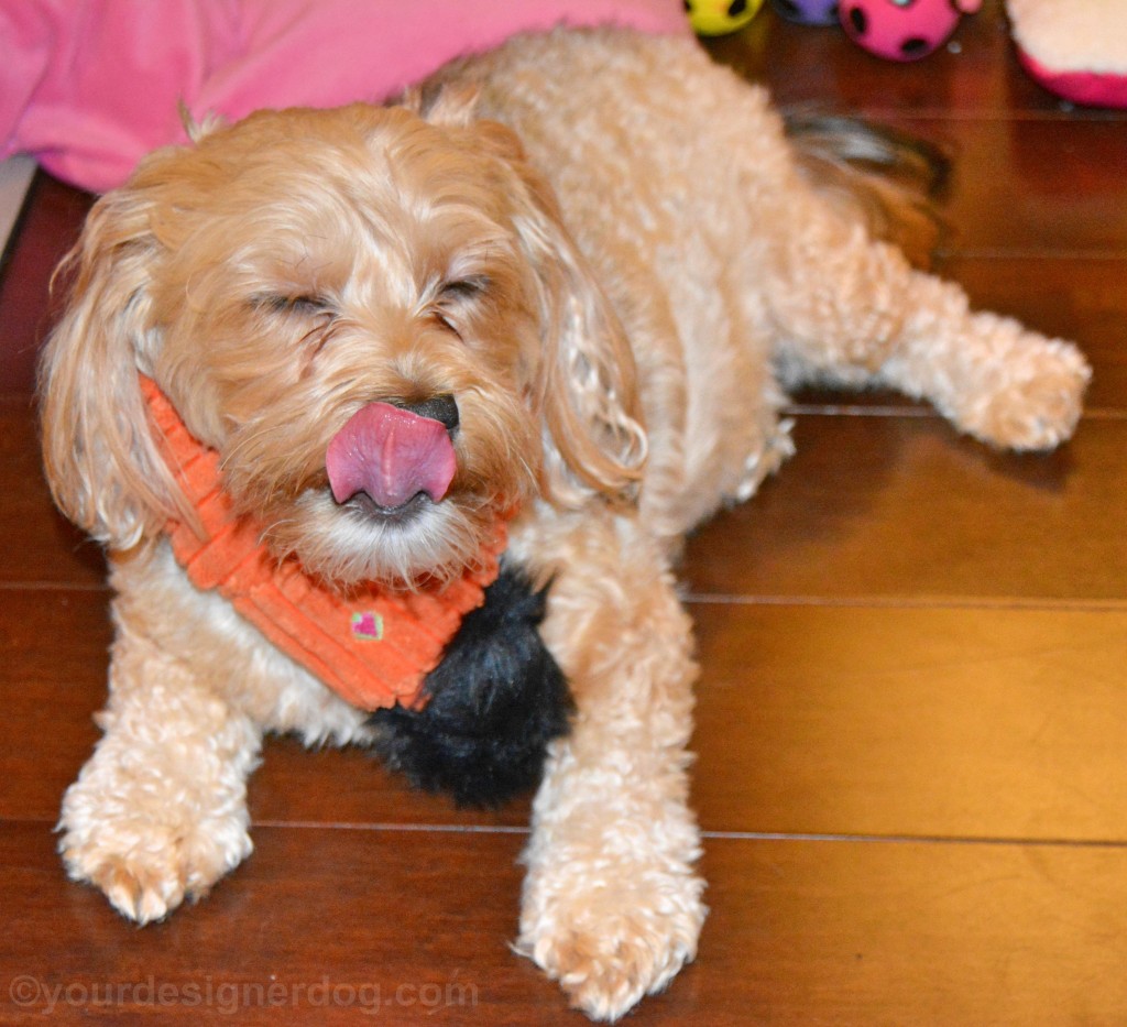 dogs, designer dogs, yorkipoo, yorkie poo, tongue out