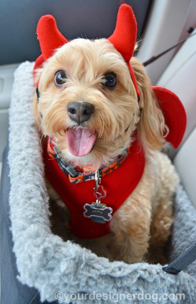dogs, designer dogs, yorkipoo, yorkie poo, tongue out, devil costume, Halloween, car seat