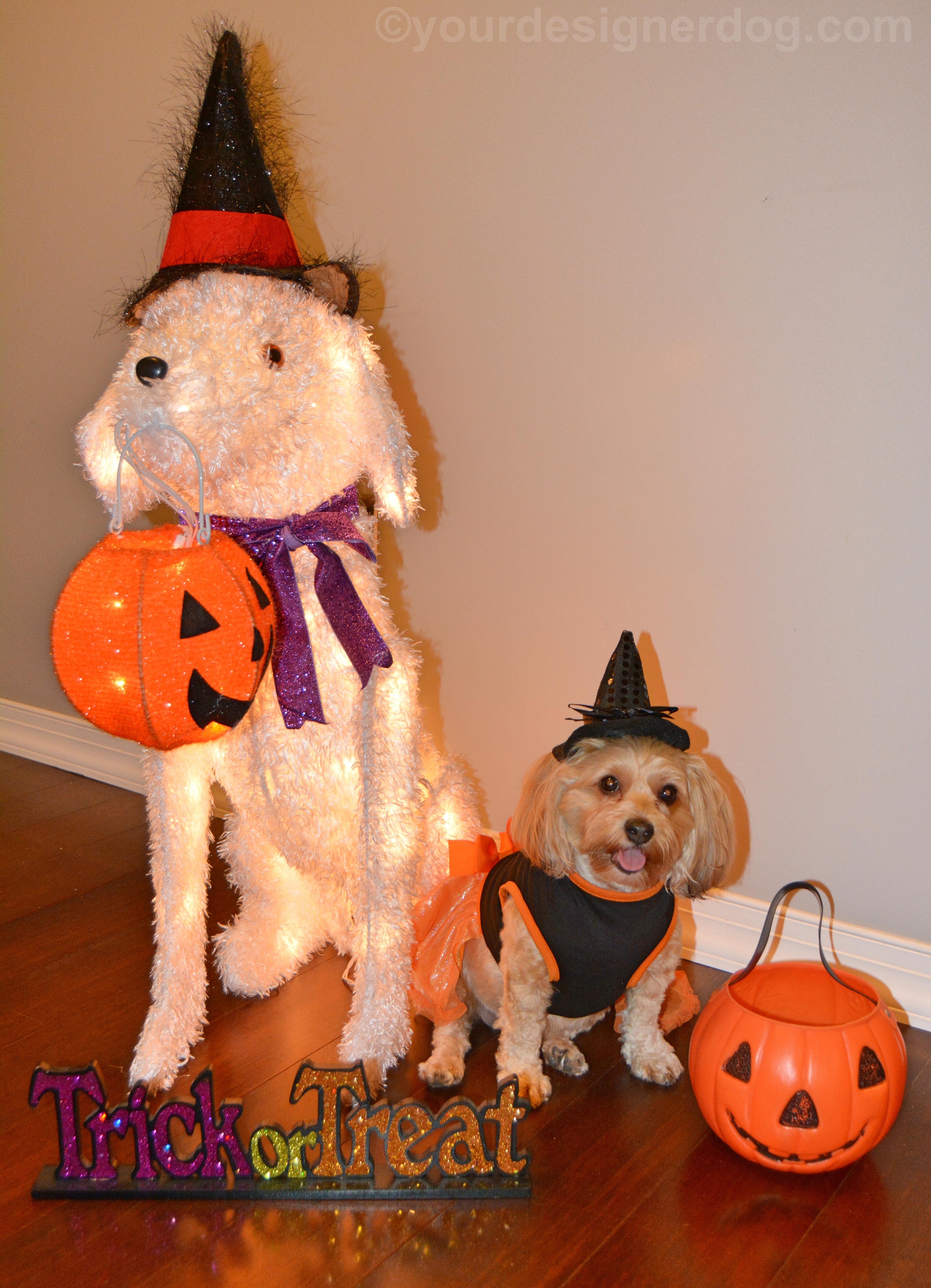 dogs, designer dogs, yorkipoo, yorkie poo, halloween, trick or treat, buddy system, witch costume, jack-o-lantern